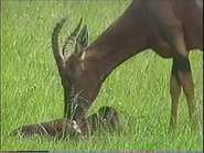 Untamed Africa (1996)