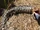 Eastern Blue-tongued Lizard