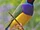 Gouldian Finch