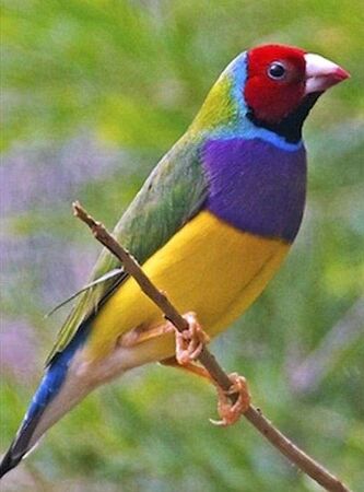 Orlux Tropical Fruit Patee - Lady Gouldian Finch Supplies USA