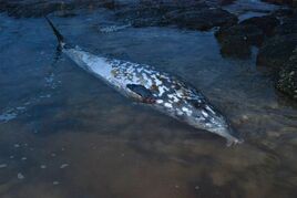 Ginkgo-toothed Beaked Whale