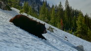 Bears (2004)