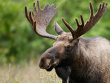 Moose