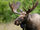 Moose