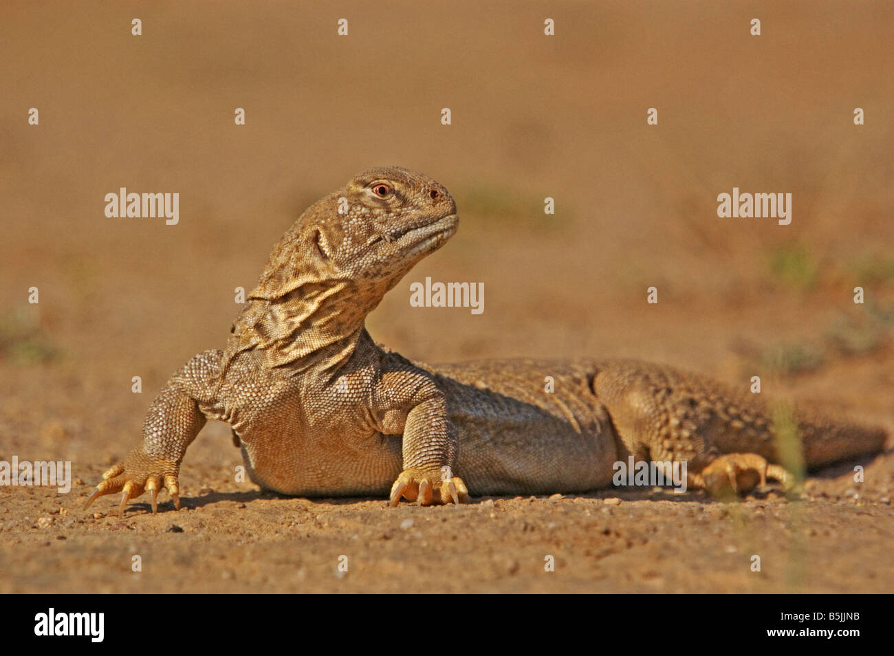 indian spiny tailed lizard