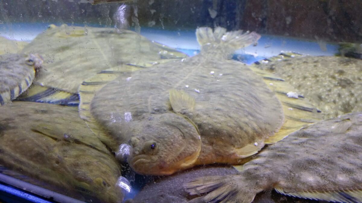 Starry Flounder NatureRules1 Wiki Fandom