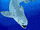 Titanichthys