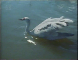 Sandhill Crane, NatureRules1 Wiki