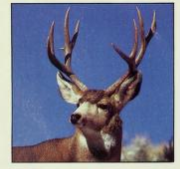 Zoobooks The Deer Family Mule Deer