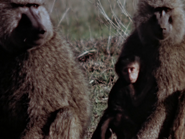 The African Lion (1955)