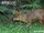 Southern Pudu