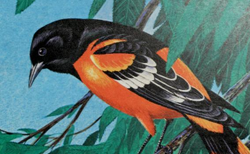 Oriole de Baltimore — Wikipédia