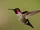 Anna's Hummingbird