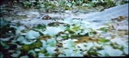The Circle of Life: An Environmental Fable (1995)