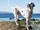 Dalmatian