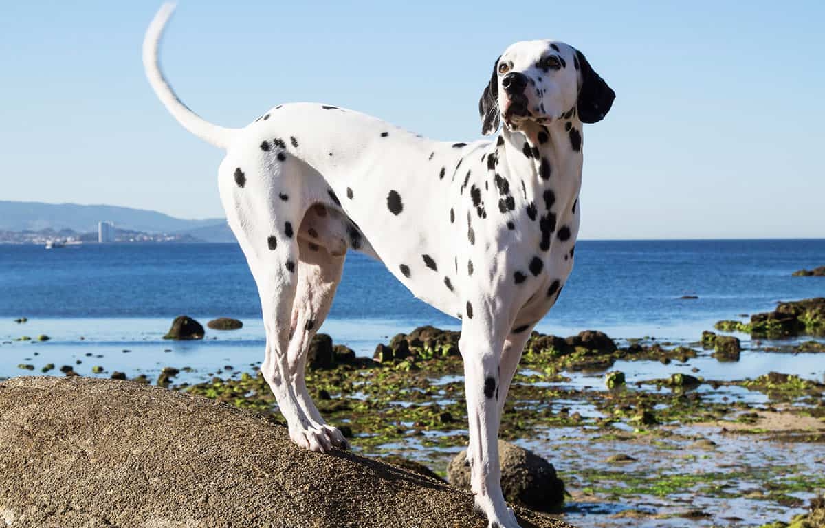 DALMATIAN