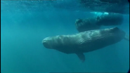 Oceans (2008)