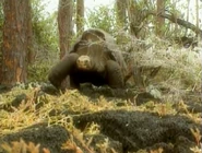 Really Wild Animals (1993-1998)