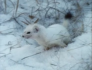 Wild America (1982-1994)