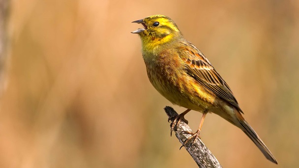 yellowhammer