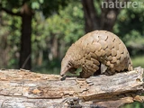 Indian Pangolin