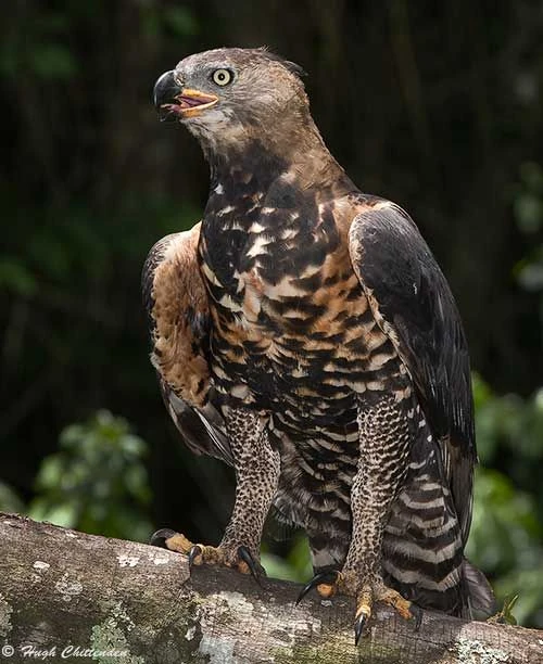 African Crowned Eagle | NatureRules1 Wiki | Fandom