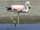 Andean Flamingo