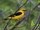 Eurasian Golden Oriole
