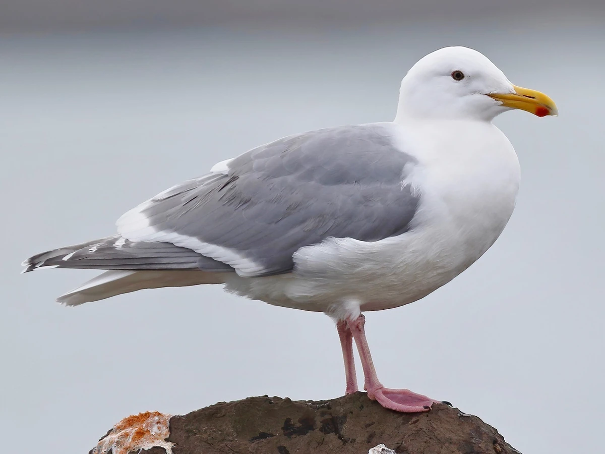 Glaucous Gull | NatureRules1 Wiki | Fandom