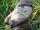 Oriental Small-clawed Otter