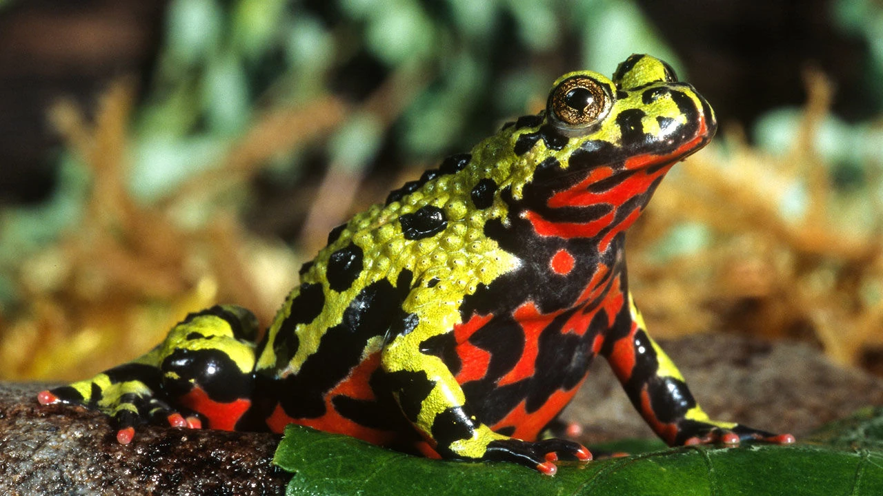 Oriental Fire-bellied Toad | NatureRules1 Wiki | Fandom