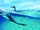 Hesperornis
