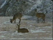 Islands in the African Sky (1994)