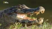 Jaguars vs. Crocs (2018)