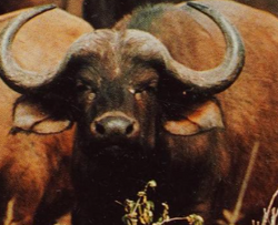 African Buffalo, NatureRules1 Wiki