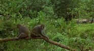 Mighty Joe Young (1998)