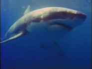 Nature of Australia (1988)