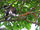 Red-eared Monkey
