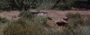 Safari (1956)