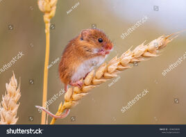 Stock-photo-european-harvest-mouse-1354035860