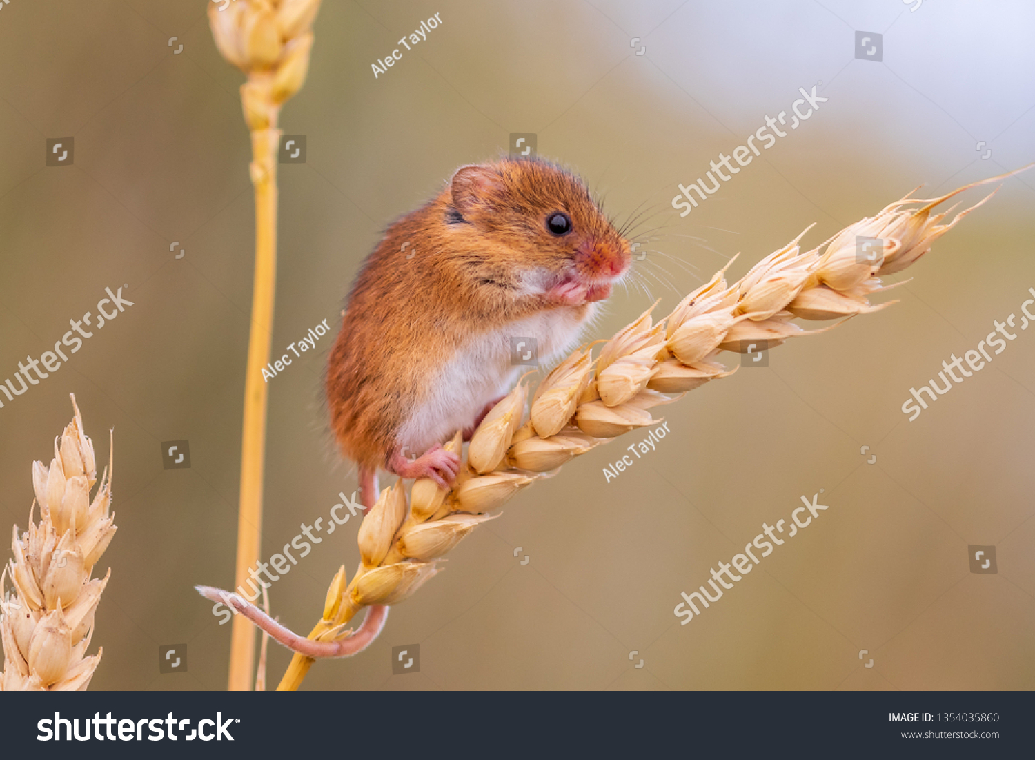 Eurasian Harvest Mouse Naturerules1 Wiki Fandom
