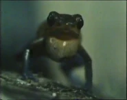 Wet Side Story (1993)