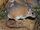 Eastern Spiny Mouse