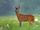 European Roe Deer