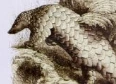 DK Eyewitness Books Jungle Pangolin.png (26 KB)