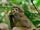 Sanje Mangabey