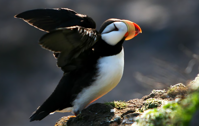 Horned Puffin, Online Learning Center