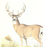 Mammals of the Southwest Deserts Mule Deer