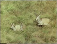 Paradise Ploughed (1988)