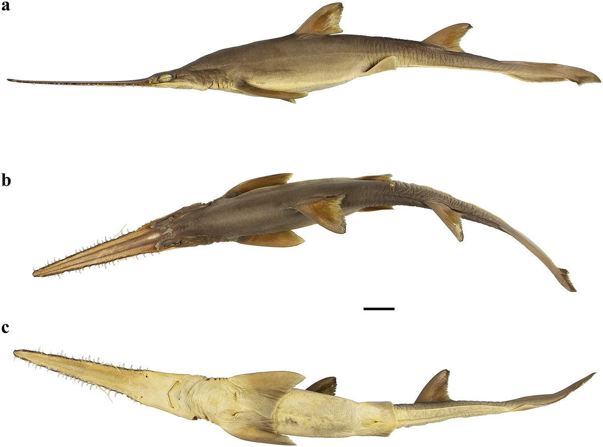 Sixgill Sawshark NatureRules1 Wiki Fandom